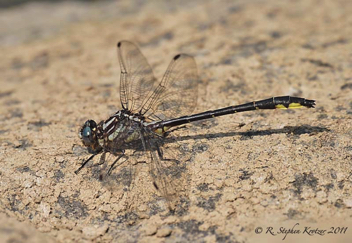 Phanogomphus quadricolor, male